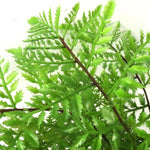 Pack Of 3 X 30cm Artificial Ferns - Southern Wood - Lady And Royal - Potted