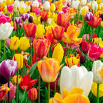 Exclusive Half Price Tulips - 60 Fantastic Bulbs