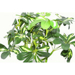 Leaf 70cm Artificial Twisted Stem Modern Arboricola Artificial Plant Bonsai Bush