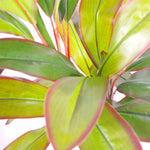 Leaf Tropical Artificial Dracaena Palm Plant 100cm Dracaena Tree