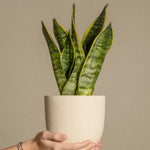 Snake Plant - Sansevieria Trifasciata Laurentii - Height 65-75cm - ⌀21cm | Set-of-1 | Green