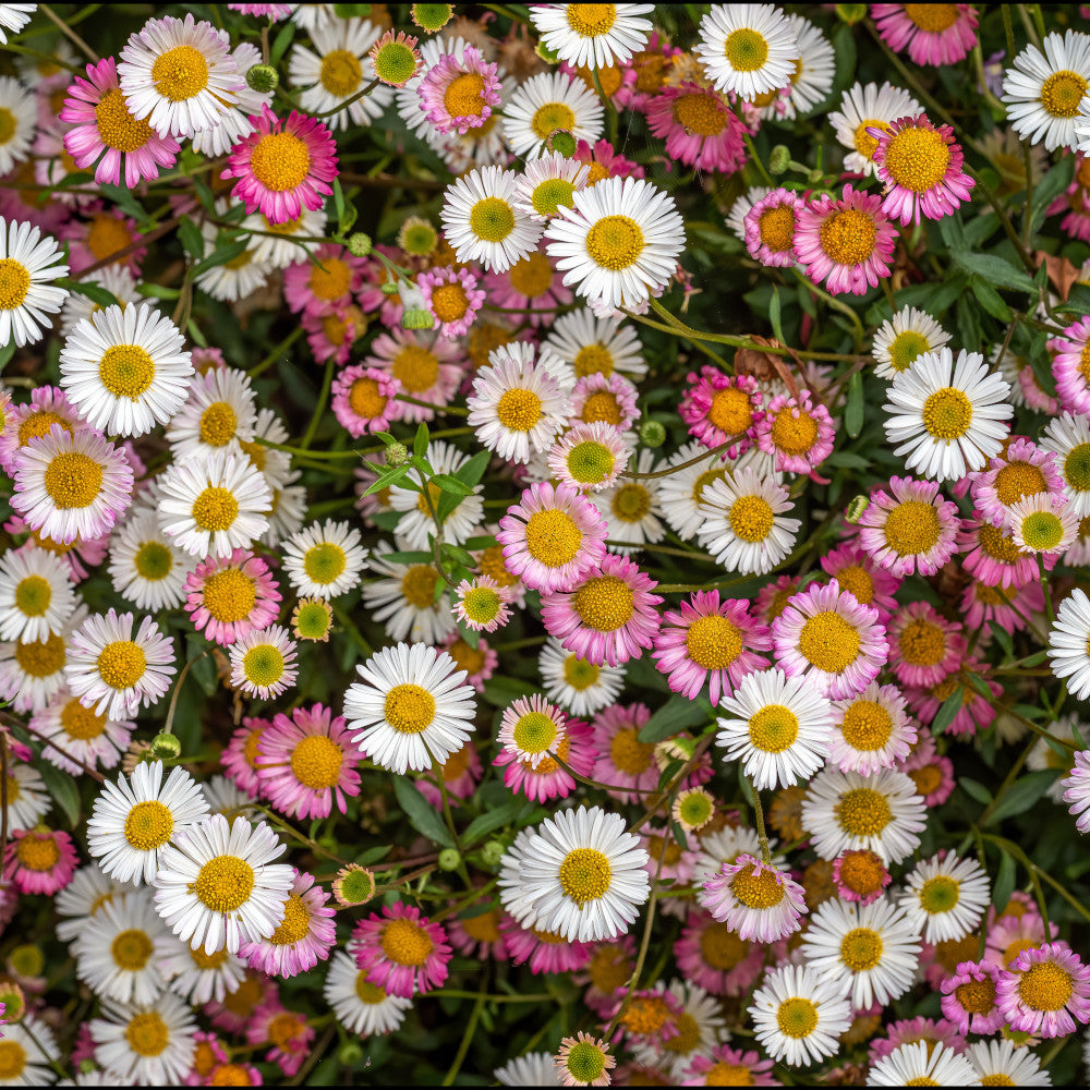 Erigeron Karvinskianus - Mexican Fleabane 3 X 9cm Pots