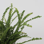 Sword Fern - 2 Pcs. - Nephrolepis 'duffii' - Height 25-40cm - ⌀12cm | Set-of-2 | Green