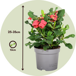 Crown Of Thorns - Euphorbia 'milii' - Height 25-35cm - ⌀13cm | Set-of-1 | Pink