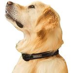 Premium Dog Collar | Large | Black