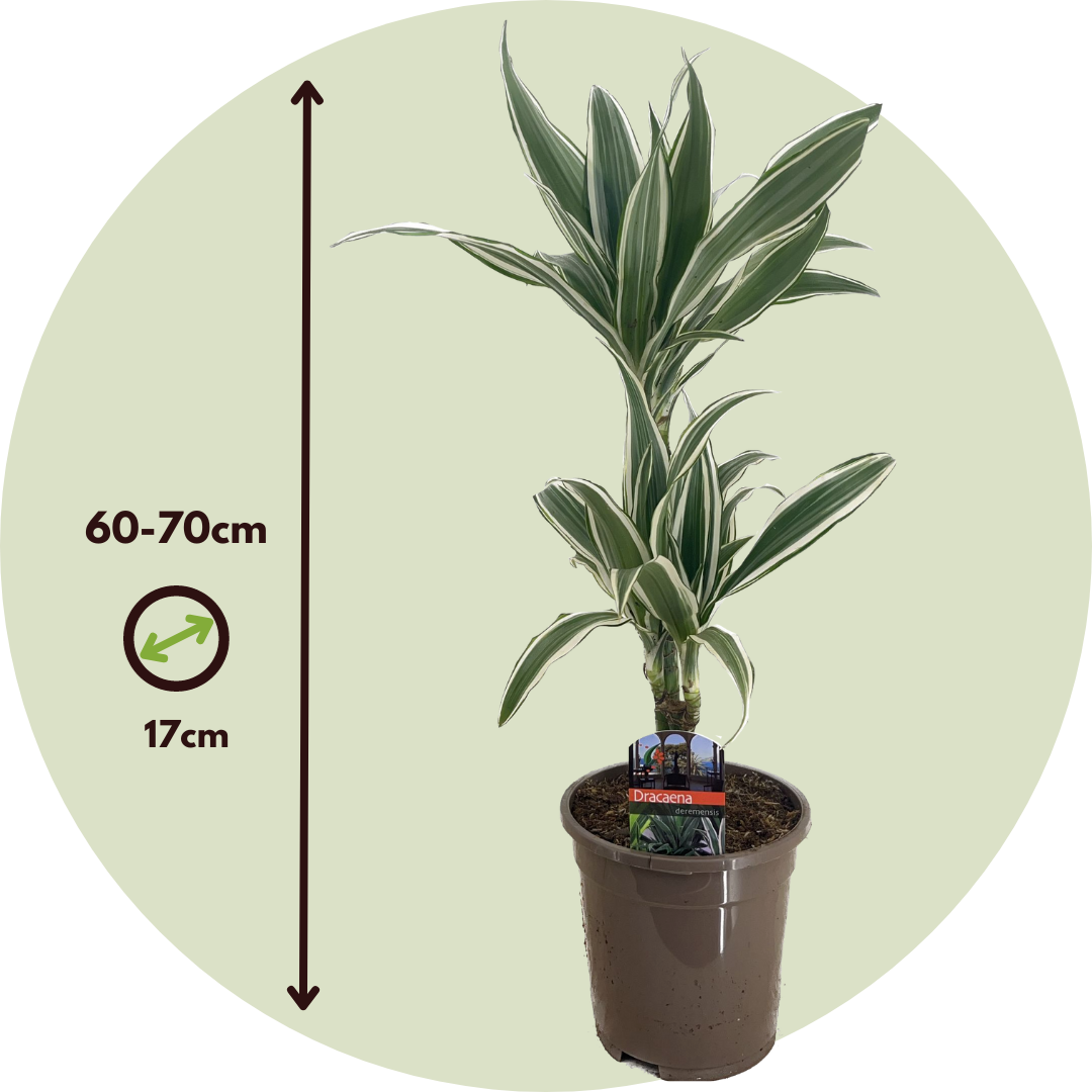 Dragon Tree - Dracaena Deremensis 'white Stripe' - Height 60-70cm - ⌀17cm | Set-of-1 | Green