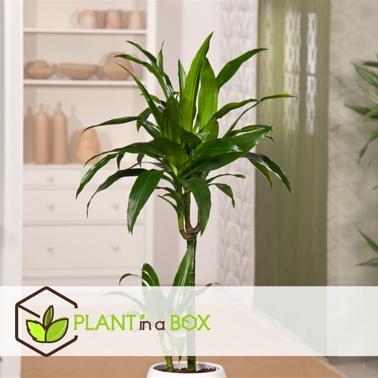 Dragon Tree - Dracaena Deremensis 'janet Craig' - Height 60-70cm - ⌀17cm | Set-of-1 | Green