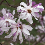 Magnolia Leonard Messel - An Outstanding Fragrant Pink - Blossomed Tree Supplied In A 2l Pot