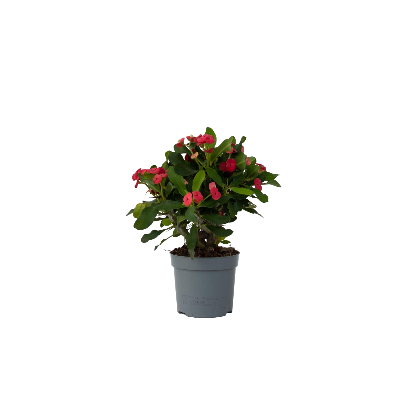 Crown Of Thorns - Euphorbia 'milii' - Height 25-35cm - ⌀13cm | Set-of-1 | Pink