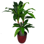 Tropical Artificial Plants Dracaena 75cm House Plant