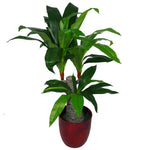 Leaf Tropical Artificial Plants Dracaena 75cm House Plant