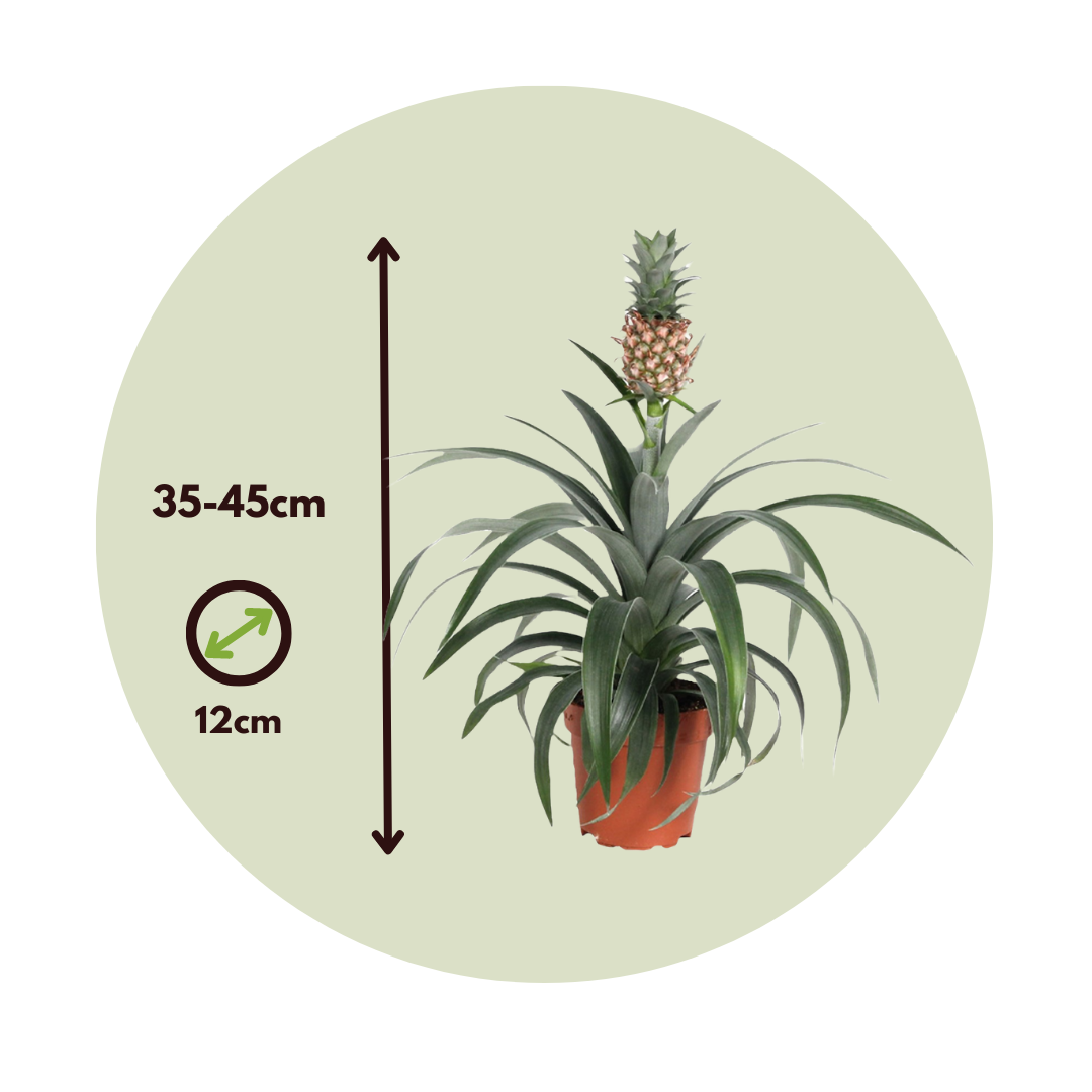 Ananas Mi Amigo - Set Of 2 - Pineapple Plant - Height 35-45cm - Pot 12cm | Green