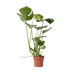 Swiss Cheese Plant - Monstera Deliciosa - Height 50-60cm - ⌀17cm | Set-of-1 | Green