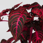 Bloodleaf Plant - Iresine Herbstii - Height 20-30cm - ⌀13cm | Set-of-1 | Red