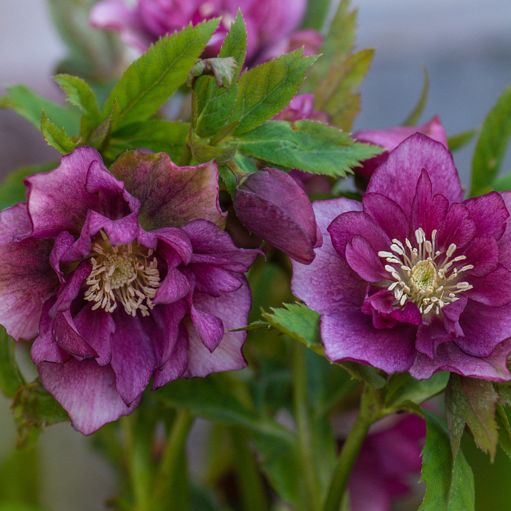 Helleborus Double Ellen Red 3 X 9cm Pots