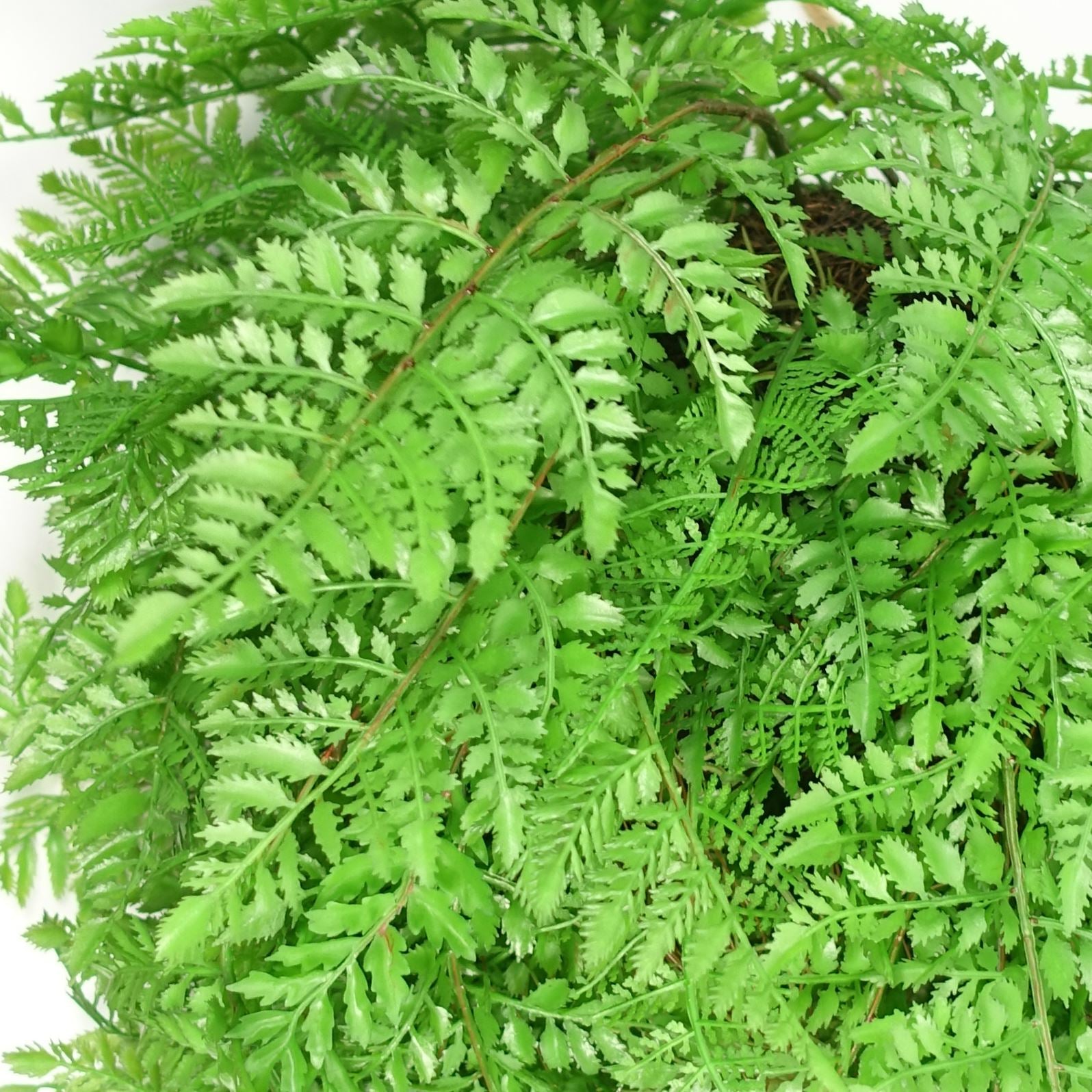 Artificial 110cm Hanging Fern Ball - Extra Large