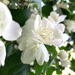 Philadelphus Pearls Of Perfume - Mock Orange 3 X 9cm Pot