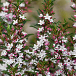 Philotheca Myoporoides, 'gin & Tonic Plant' - 8cm Pot