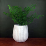 White Ceramic Plant Pot