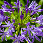 Agapanthus Poppin Star - Pale Purple African Lily - Set Of 3 In 9cm Pots