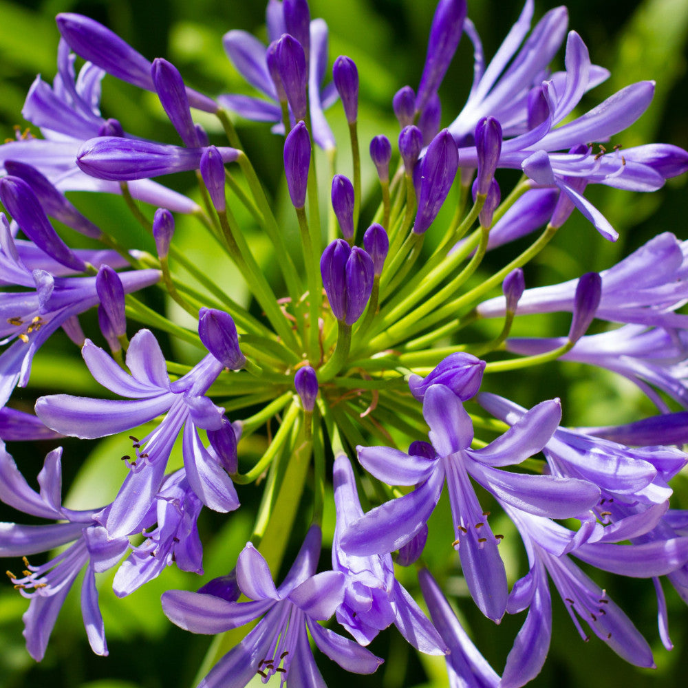 Agapanthus Poppin Star - Pale Purple African Lily - Set Of 3 In 9cm Pots