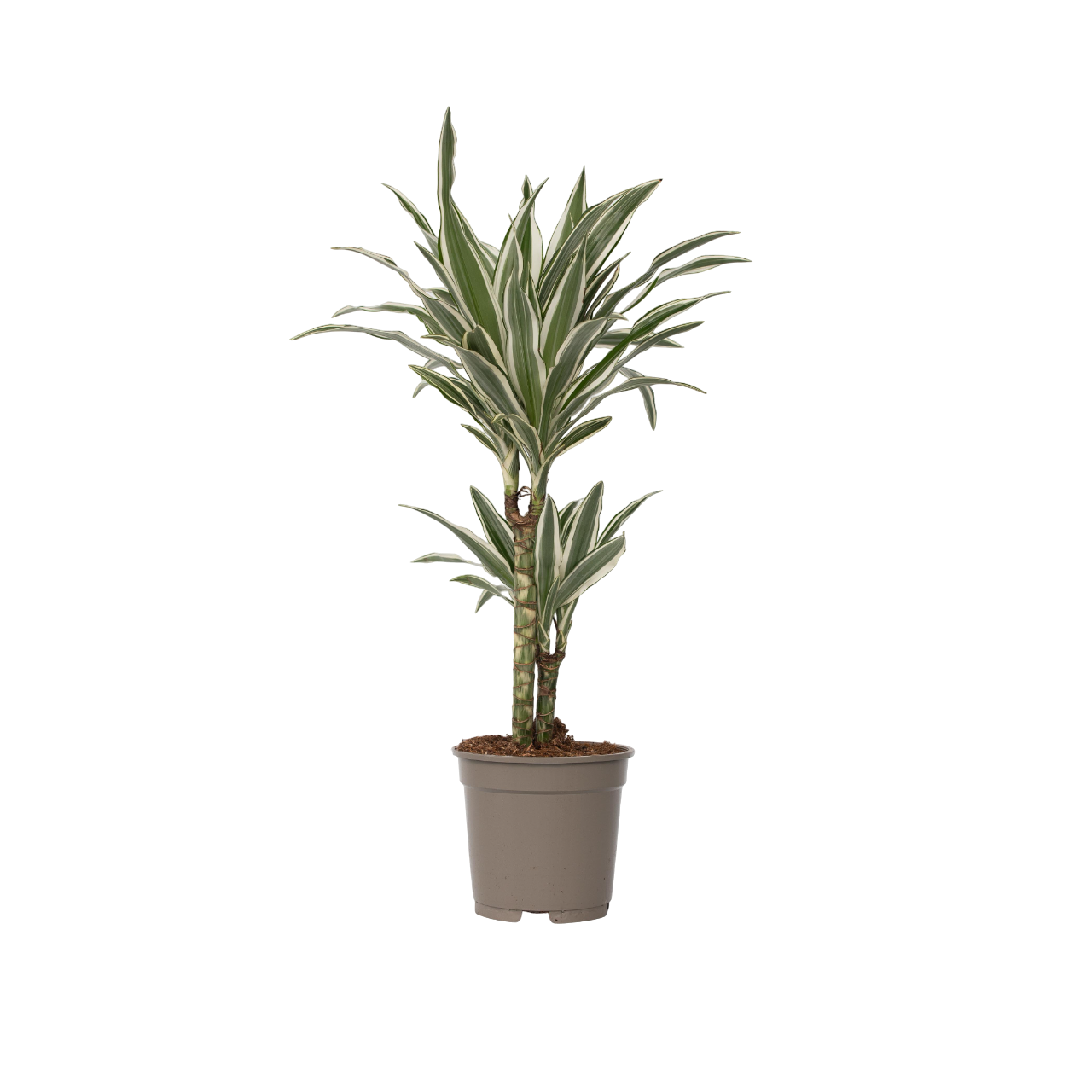 Dragon Tree - Dracaena Deremensis 'white Stripe' - Height 60-70cm - ⌀17cm | Set-of-1 | Green