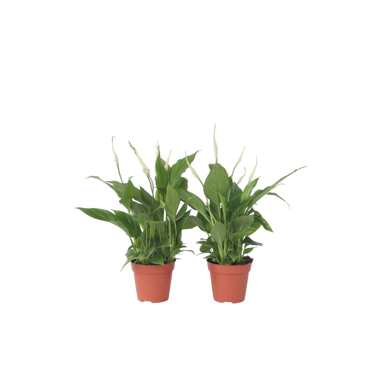 Peace Lilly - 2 Pcs. - Spathiphyllum 'torelli' - Height 30-45cm - ⌀12cm | Set-of-2 | White