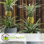 Ananas Mi Amigo - Set Of 2 - Pineapple Plant - Height 35-45cm - Pot 12cm | Green