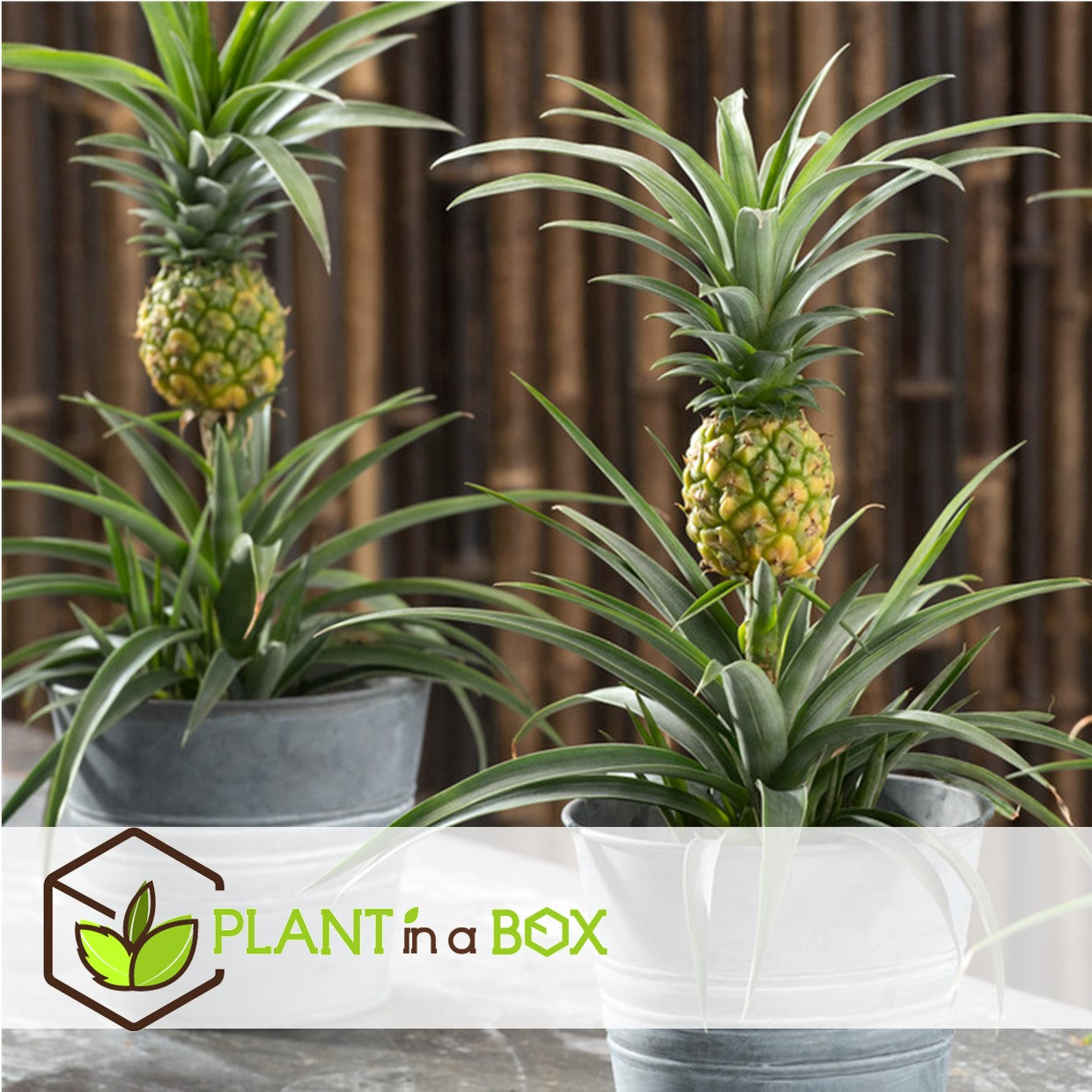 Ananas Mi Amigo - Set Of 2 - Pineapple Plant - Height 35-45cm - Pot 12cm | Green