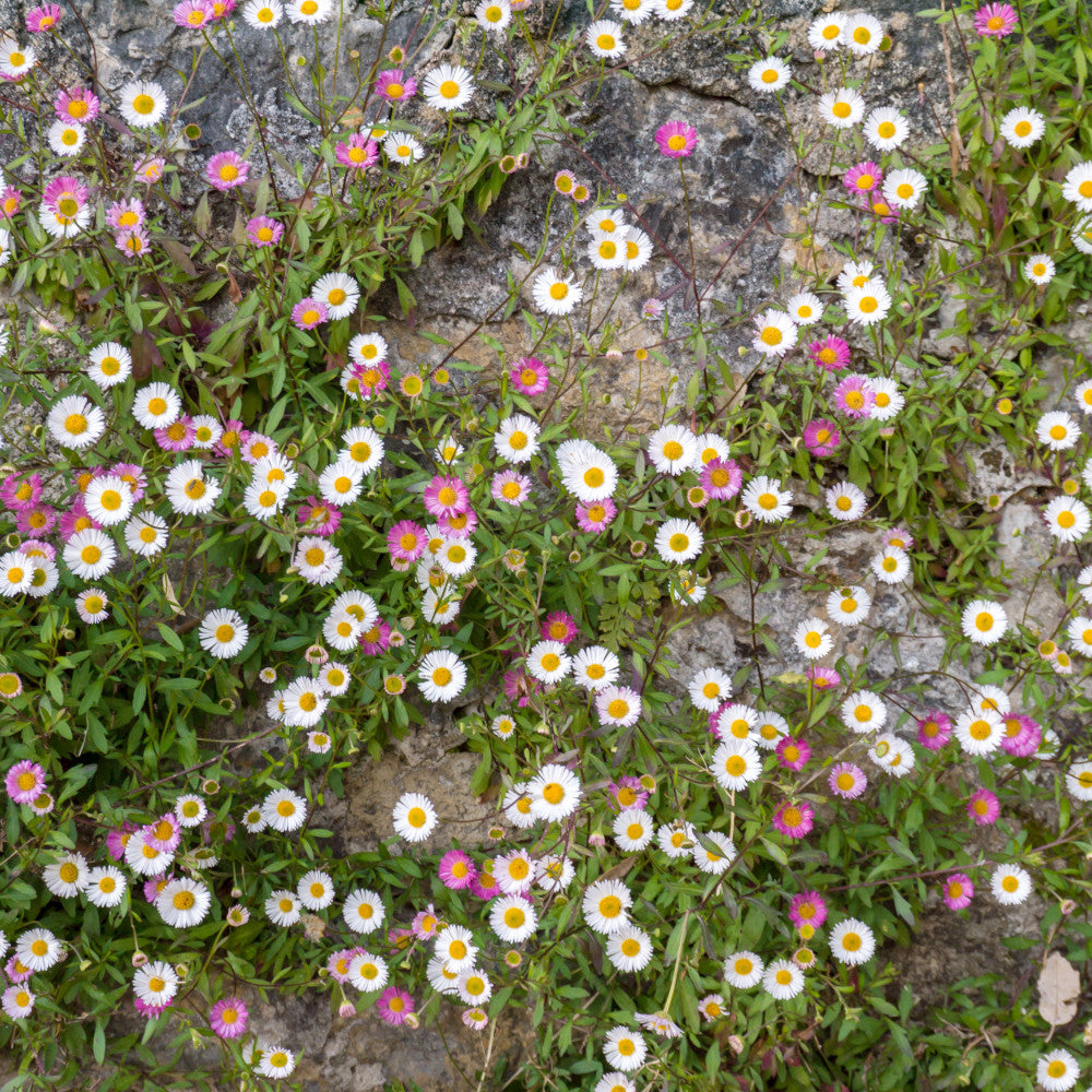 Erigeron Karvinskianus - Mexican Fleabane 3 X 9cm Pots