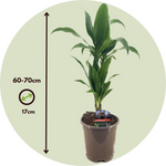 Dragon Tree - Dracaena Deremensis 'janet Craig' - Height 60-70cm - ⌀17cm | Set-of-1 | Green