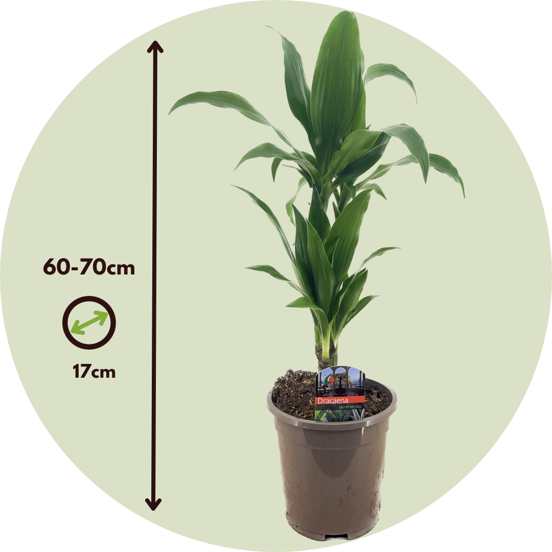 Dragon Tree - Dracaena Deremensis 'janet Craig' - Height 60-70cm - ⌀17cm | Set-of-1 | Green