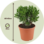 Jade Plant - Crassula Ovata 'minor' - Height 60-65cm - ⌀30cm | Set-of-1 | Green