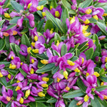 Polygala Chamaebuxus Grandiflora - Fruity Fragrance With Rich And Intense Colour 5 X 9cm Pots