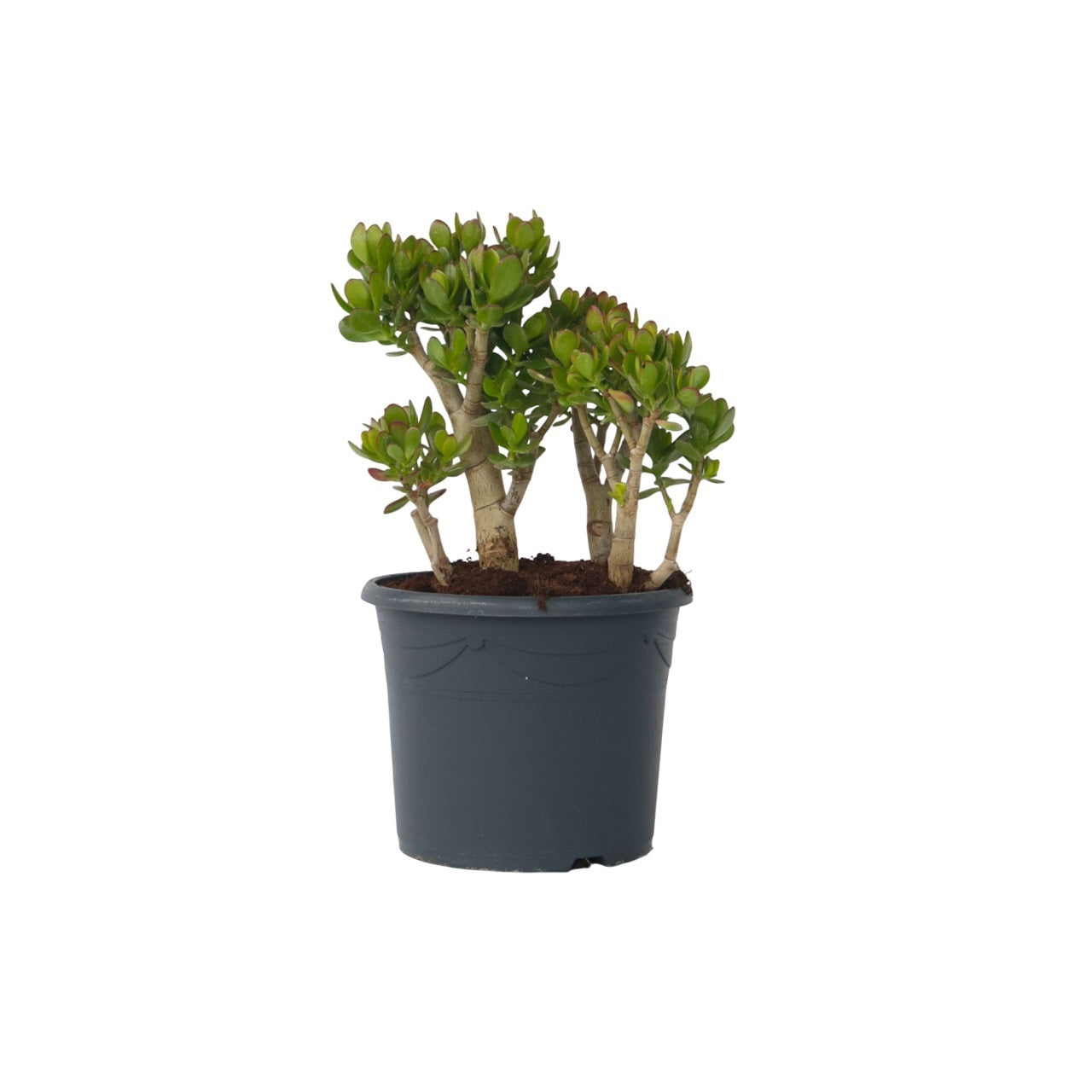 Jade Plant - Crassula Ovata 'minor' - Height 60-65cm - ⌀30cm | Set-of-1 | Green