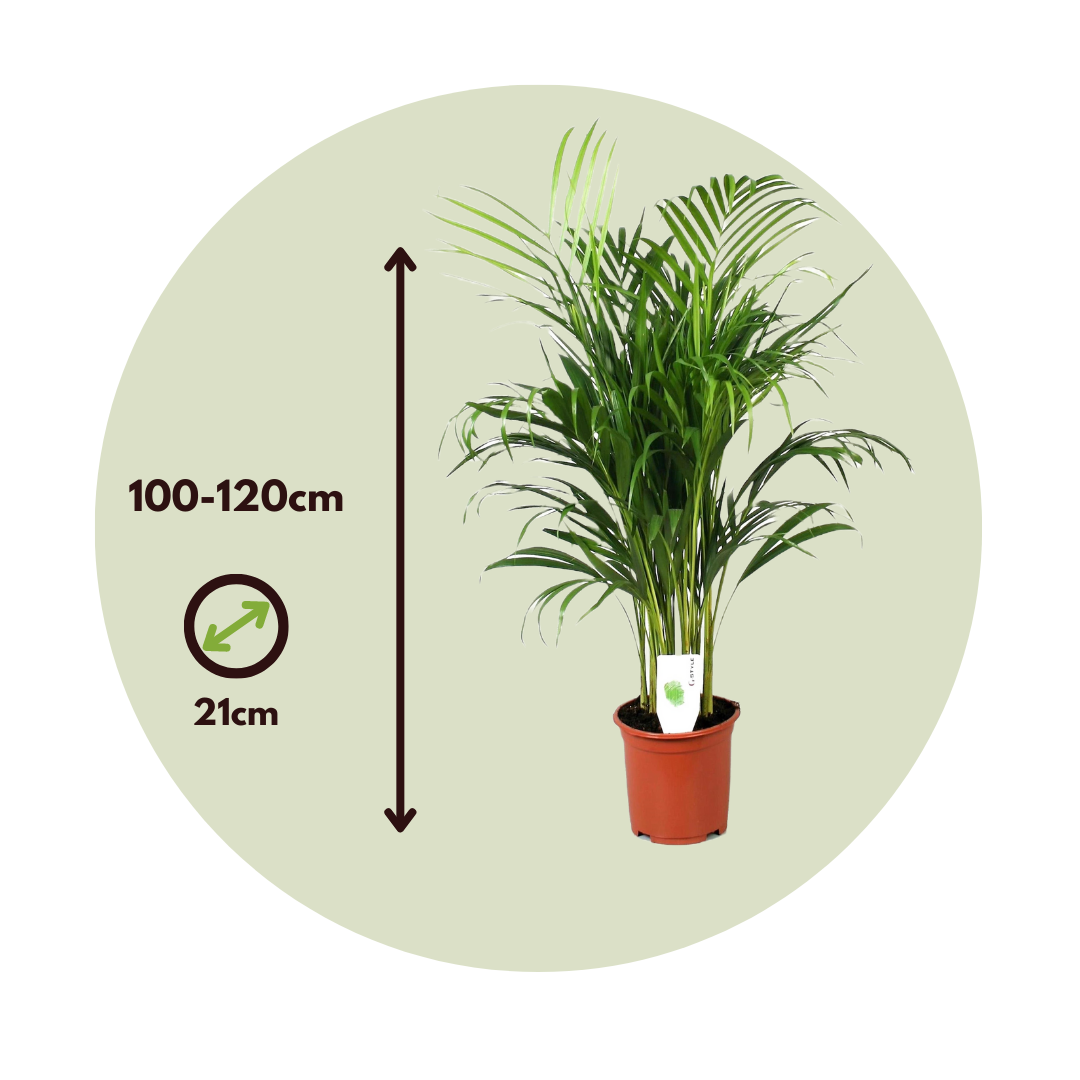 Areca Palm 'golden Cane' - Dypsis Lutescens - Height 100-120cm - ⌀21cm | Set-of-1 | Green