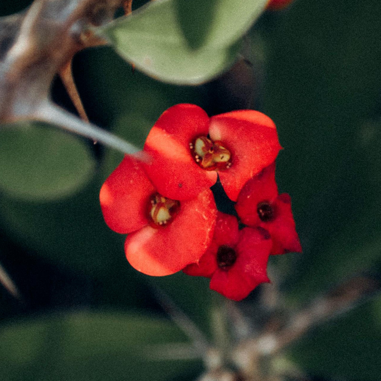 Crown Of Thorns - Euphorbia 'milii' - Height 25-35cm - ⌀13cm | Set-of-1 | Pink