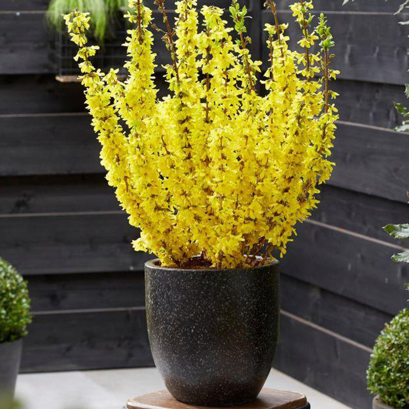 Direct Plants Forsythia Intermedia Minigold Supplied At 60cm Tall In A 2/3 Litre Pot