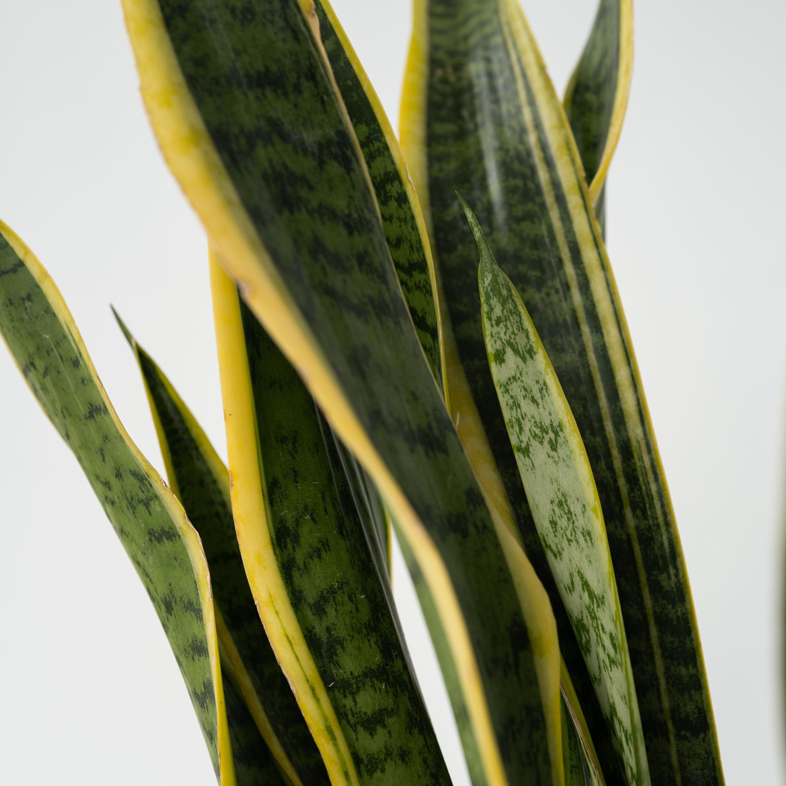 Snake Plant - Sansevieria Trifasciata Laurentii - Height 65-75cm - ⌀21cm | Set-of-1 | Green