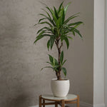 Dragon Tree - Dracaena Deremensis 'janet Craig' - Height 60-70cm - ⌀17cm | Set-of-1 | Green