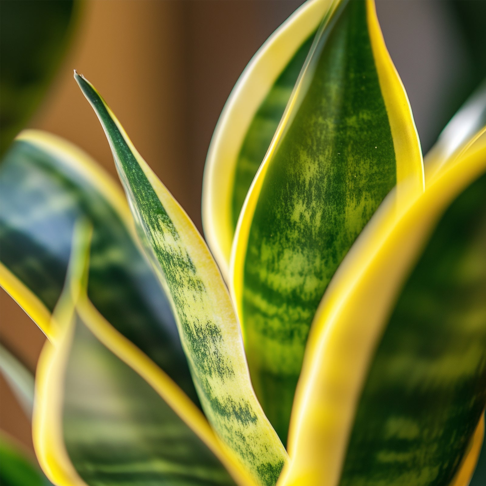 Snake Plant - Sansevieria Trifasciata Laurentii - Height 65-75cm - ⌀21cm | Set-of-1 | Green