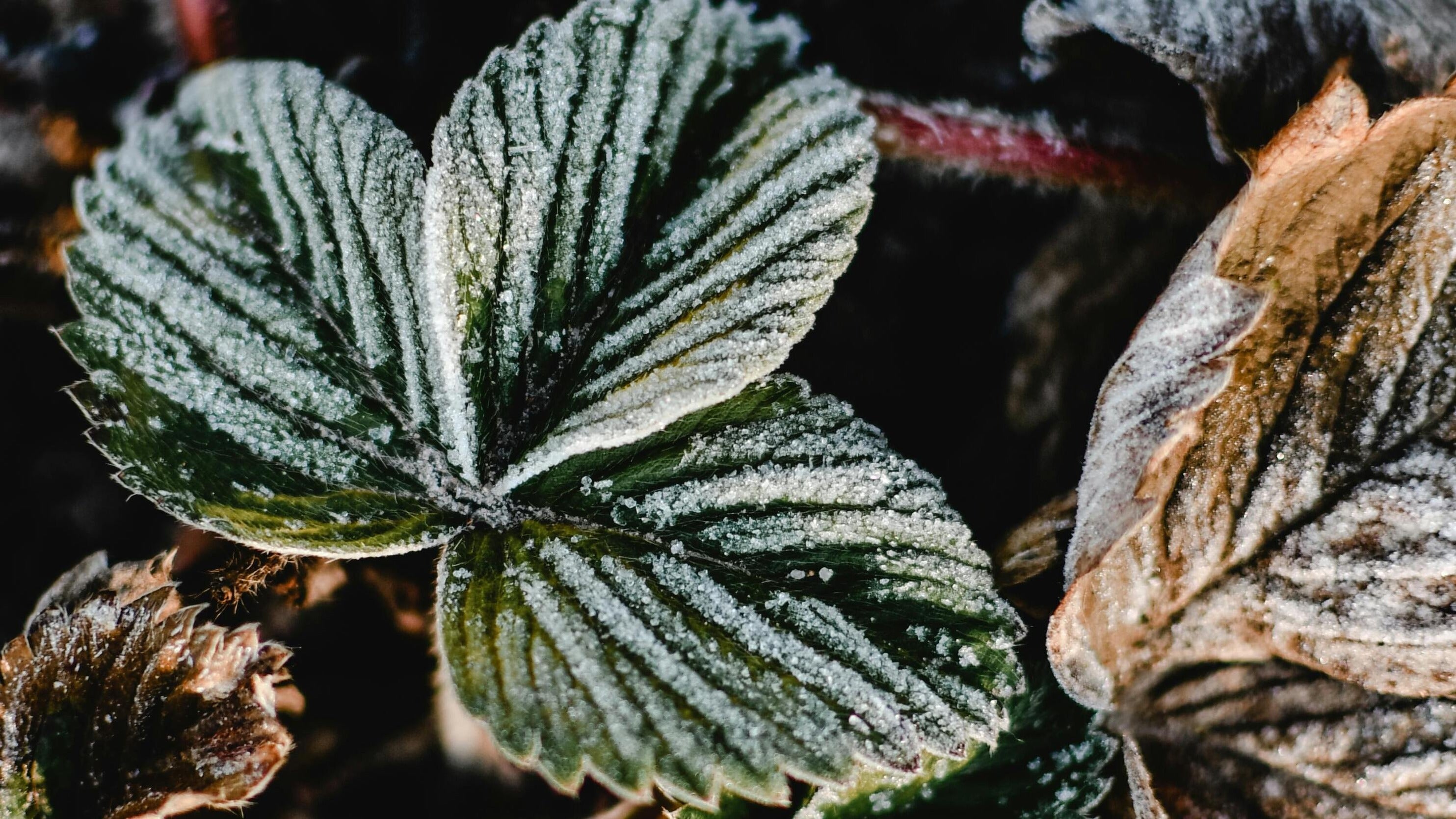 plant covered in frost